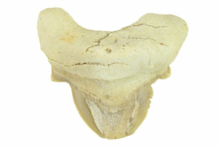Pathological Otodus Shark Tooth - Morocco #289616